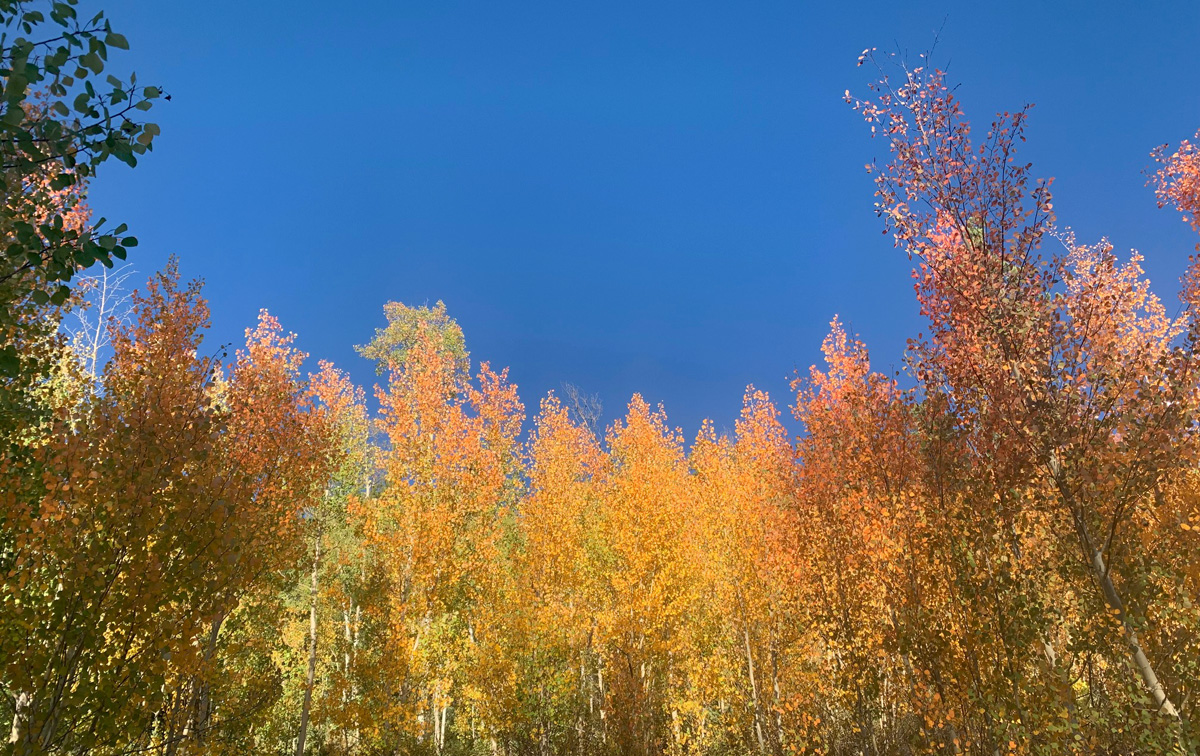 fall aspens in breckenridge